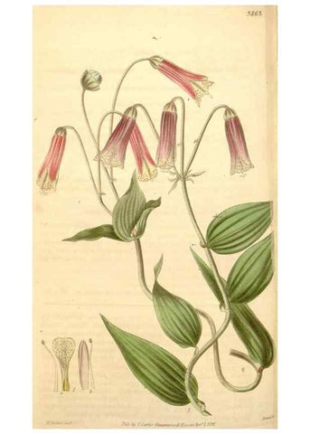 Reproducción/Reproduction 34405537734: Curtis's botanical magazine.. London ; New York [etc.] :Academic Press [etc.]