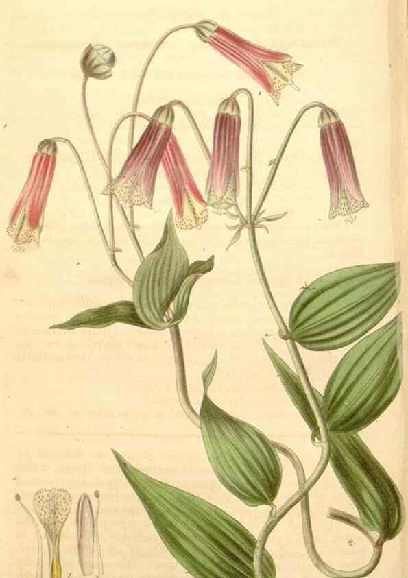 Reproducción/Reproduction 34405537734: Curtis's botanical magazine.. London ; New York [etc.] :Academic Press [etc.]