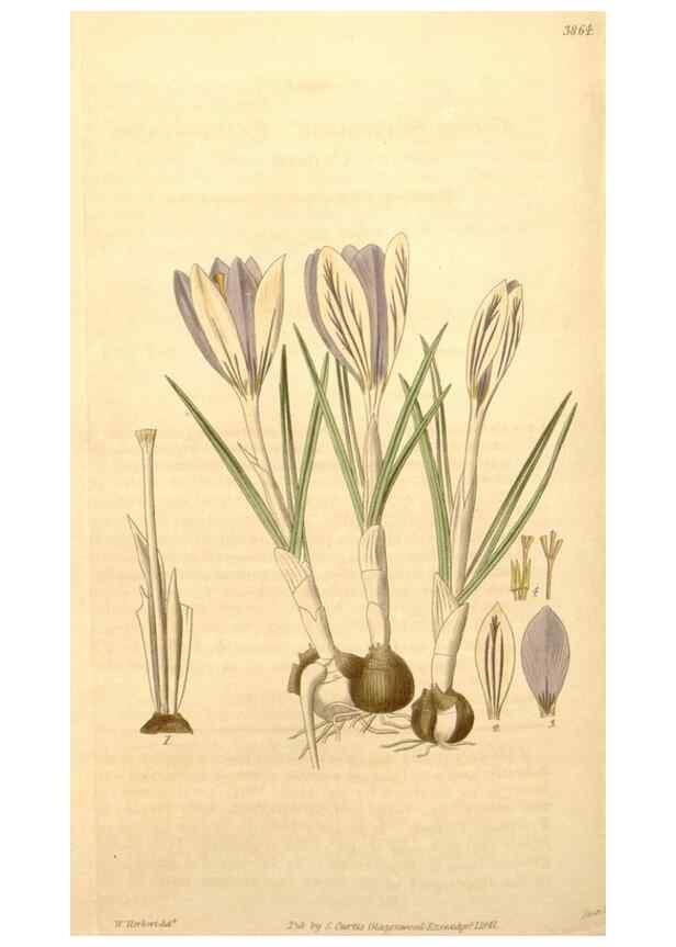 Reproducción/Reproduction 34862492290: Curtis's botanical magazine.. London ; New York [etc.] :Academic Press [etc.]