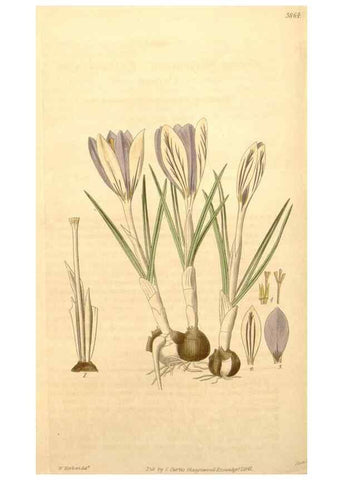 Reproducción/Reproduction 34862492290: Curtis's botanical magazine.. London ; New York [etc.] :Academic Press [etc.]