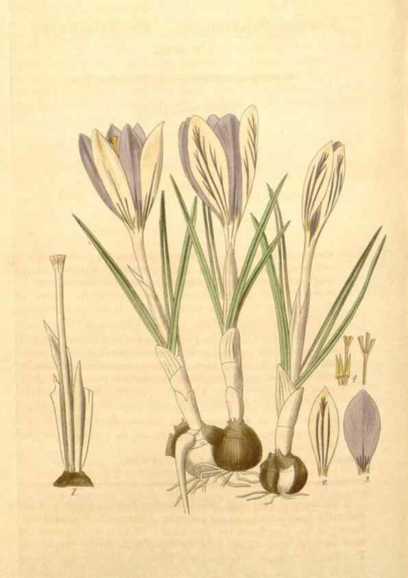 Reproducción/Reproduction 34862492290: Curtis's botanical magazine.. London ; New York [etc.] :Academic Press [etc.]