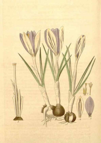 Reproducción/Reproduction 34862492290: Curtis's botanical magazine.. London ; New York [etc.] :Academic Press [etc.]