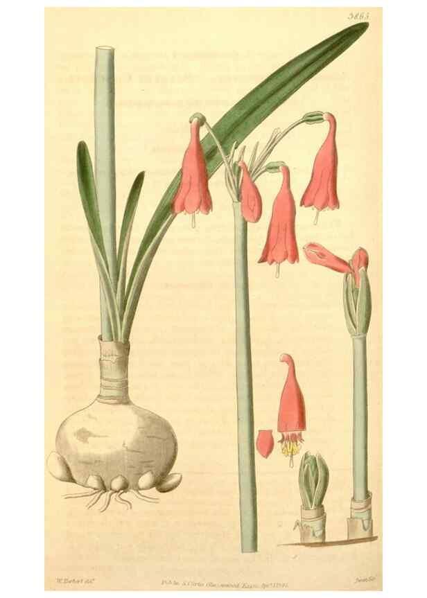 Reproducción/Reproduction 34862496580: Curtis's botanical magazine.. London ; New York [etc.] :Academic Press [etc.]
