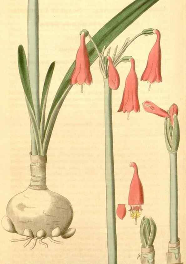 Reproducción/Reproduction 34862496580: Curtis's botanical magazine.. London ; New York [etc.] :Academic Press [etc.]