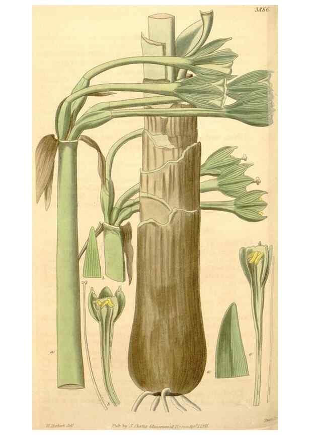 Reproducción/Reproduction 34405544374: Curtis's botanical magazine.. London ; New York [etc.] :Academic Press [etc.]