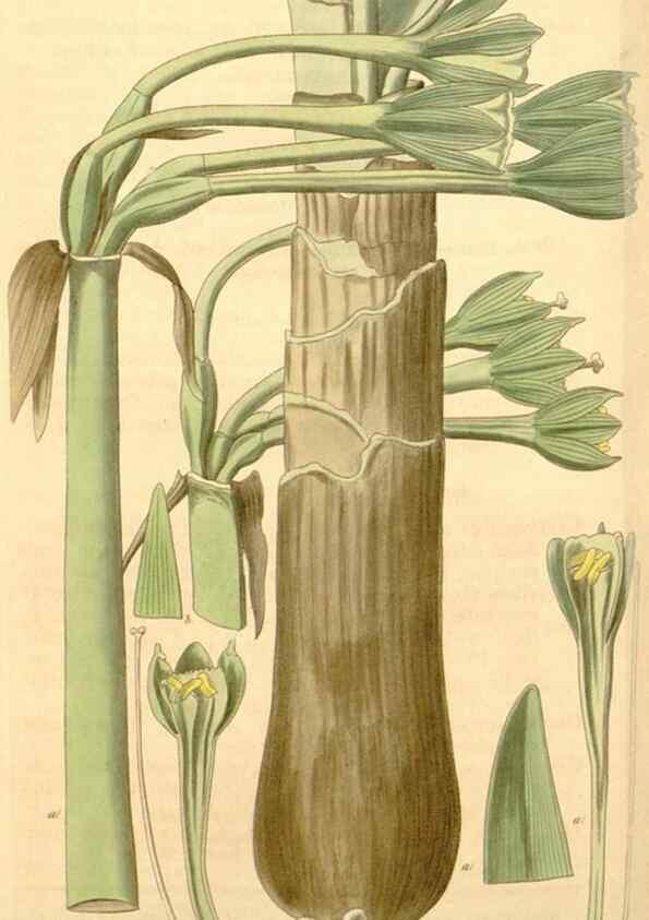 Reproducción/Reproduction 34405544374: Curtis's botanical magazine.. London ; New York [etc.] :Academic Press [etc.]