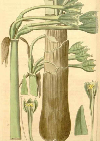 Reproducción/Reproduction 34405544374: Curtis's botanical magazine.. London ; New York [etc.] :Academic Press [etc.]