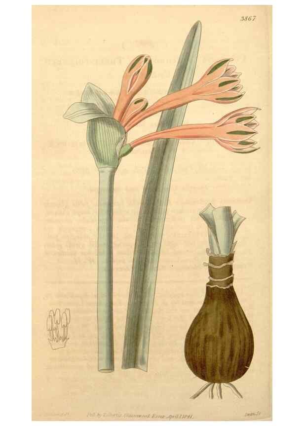 Reproducción/Reproduction 34862502410: Curtis's botanical magazine.. London ; New York [etc.] :Academic Press [etc.]