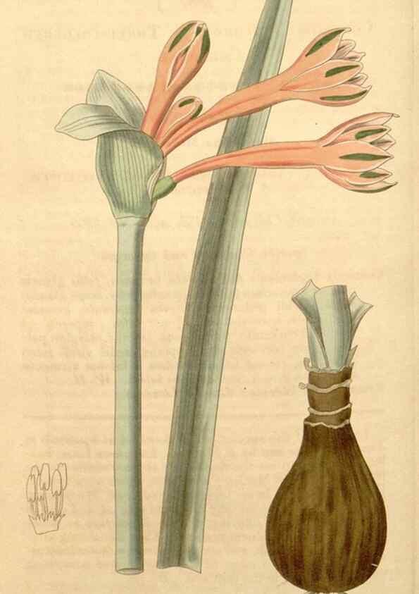 Reproducción/Reproduction 34862502410: Curtis's botanical magazine.. London ; New York [etc.] :Academic Press [etc.]