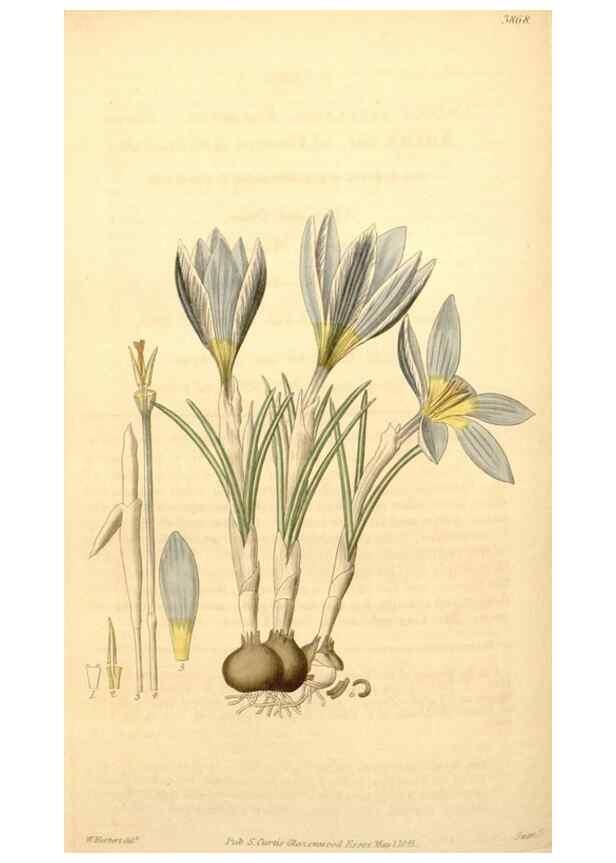 Reproducción/Reproduction 34862505210: Curtis's botanical magazine.. London ; New York [etc.] :Academic Press [etc.]