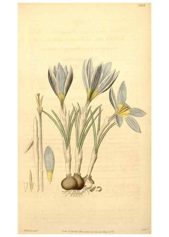 Reproducción/Reproduction 34862505210: Curtis's botanical magazine.. London ; New York [etc.] :Academic Press [etc.]