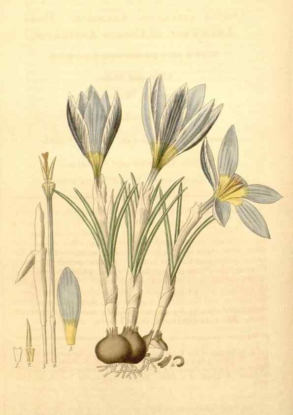 Reproducción/Reproduction 34862505210: Curtis's botanical magazine.. London ; New York [etc.] :Academic Press [etc.]