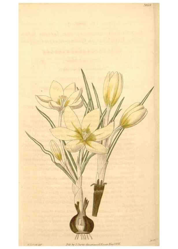 Reproducción/Reproduction 35209677986: Curtis's botanical magazine.. London ; New York [etc.] :Academic Press [etc.]