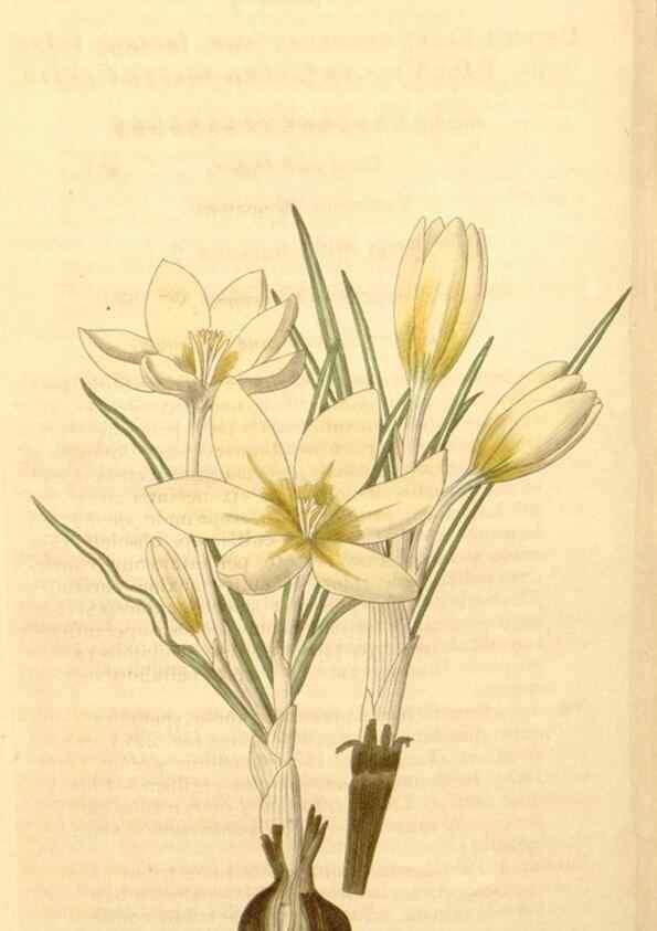 Reproducción/Reproduction 35209677986: Curtis's botanical magazine.. London ; New York [etc.] :Academic Press [etc.]