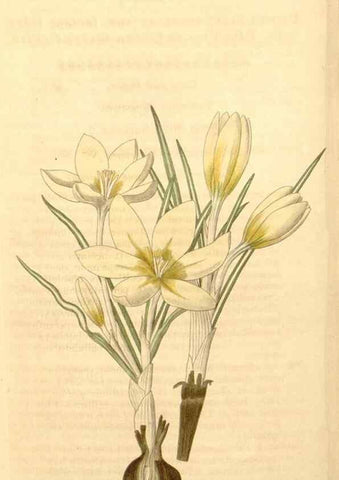 Reproducción/Reproduction 35209677986: Curtis's botanical magazine.. London ; New York [etc.] :Academic Press [etc.]
