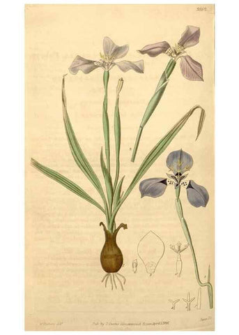 Reproducción/Reproduction 34405536034: Curtis's botanical magazine.. London ; New York [etc.] :Academic Press [etc.]
