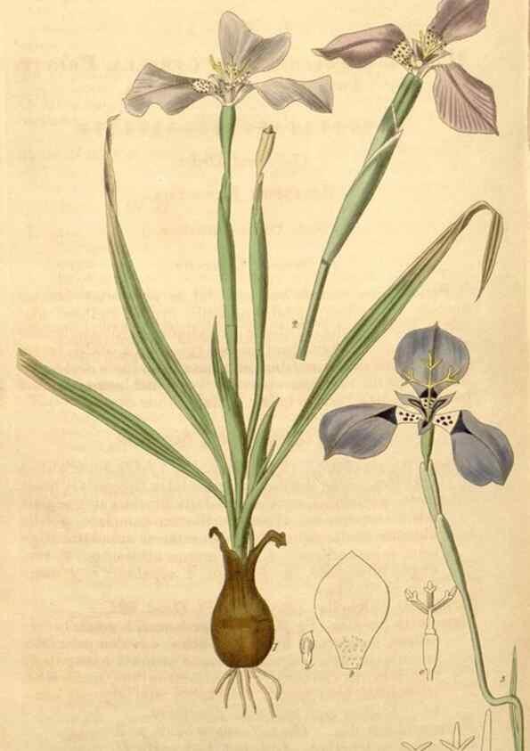 Reproducción/Reproduction 34405536034: Curtis's botanical magazine.. London ; New York [etc.] :Academic Press [etc.]