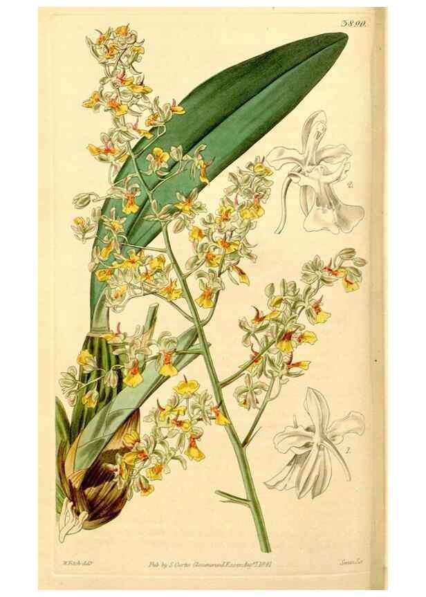Reproducción/Reproduction 34405713994: Curtis's botanical magazine.. London ; New York [etc.] :Academic Press [etc.]
