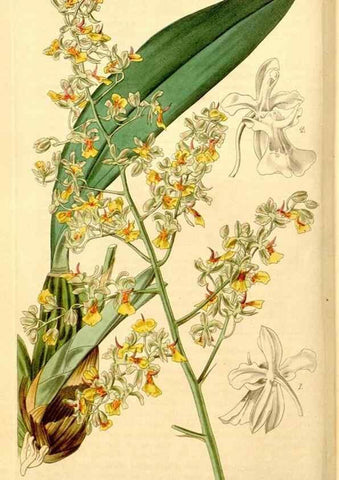 Reproducción/Reproduction 34405713994: Curtis's botanical magazine.. London ; New York [etc.] :Academic Press [etc.]