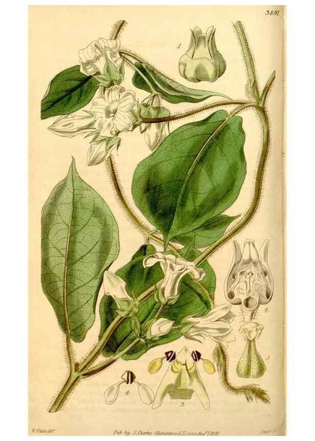 Reproducción/Reproduction 34405715124: Curtis's botanical magazine.. London ; New York [etc.] :Academic Press [etc.]