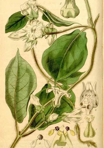 Reproducción/Reproduction 34405715124: Curtis's botanical magazine.. London ; New York [etc.] :Academic Press [etc.]
