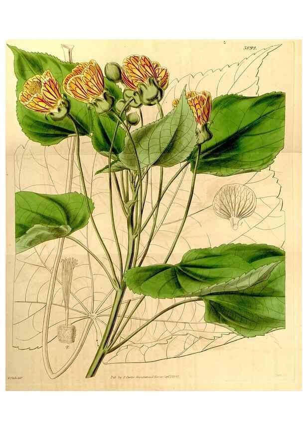 Reproducción/Reproduction 34405716154: Curtis's botanical magazine.. London ; New York [etc.] :Academic Press [etc.]