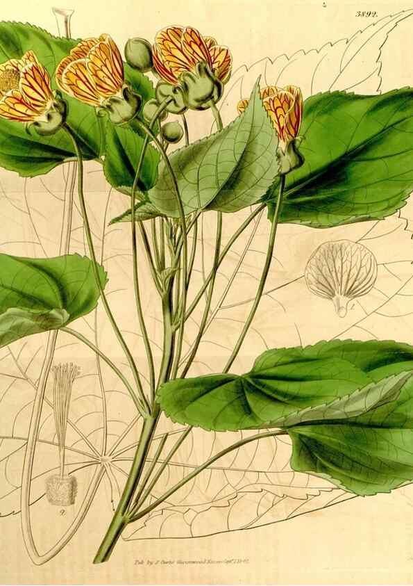 Reproducción/Reproduction 34405716154: Curtis's botanical magazine.. London ; New York [etc.] :Academic Press [etc.]