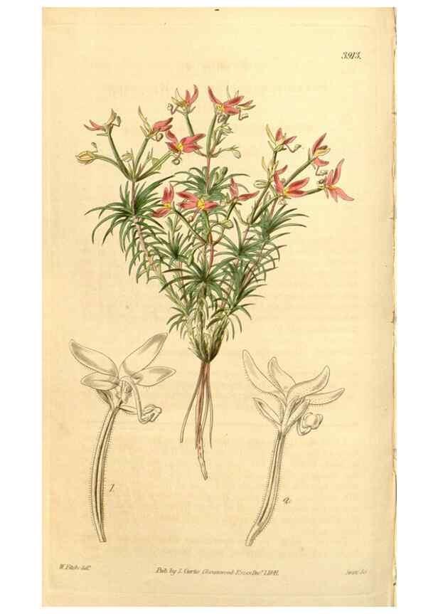 Reproducción/Reproduction 35120065581: Curtis's botanical magazine.. London ; New York [etc.] :Academic Press [etc.]