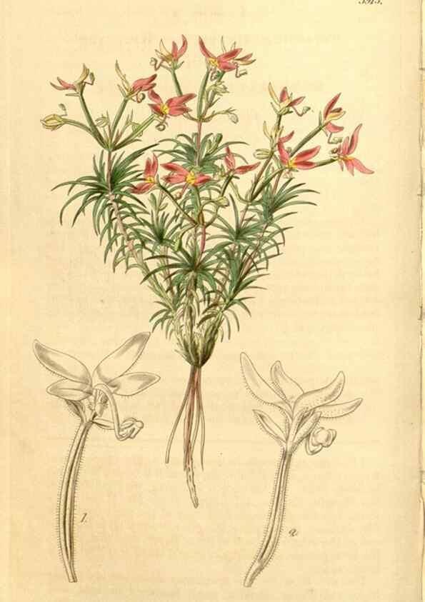 Reproducción/Reproduction 35120065581: Curtis's botanical magazine.. London ; New York [etc.] :Academic Press [etc.]