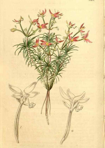 Reproducción/Reproduction 35120065581: Curtis's botanical magazine.. London ; New York [etc.] :Academic Press [etc.]