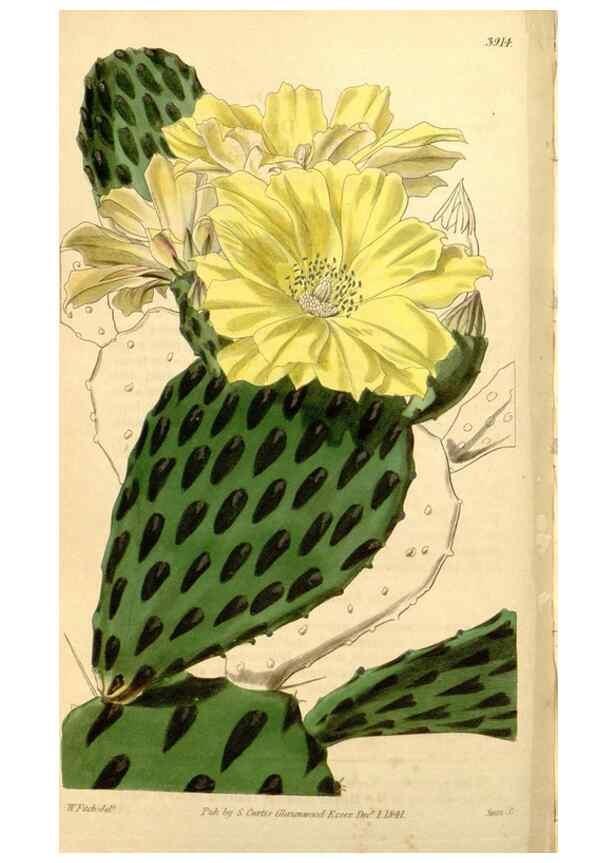 Reproducción/Reproduction 35120067711: Curtis's botanical magazine.. London ; New York [etc.] :Academic Press [etc.]
