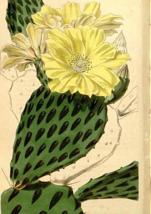 Reproducción/Reproduction 35120067711: Curtis's botanical magazine.. London ; New York [etc.] :Academic Press [etc.]