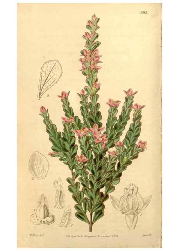 Reproducción/Reproduction 35120069921: Curtis's botanical magazine.. London ; New York [etc.] :Academic Press [etc.]
