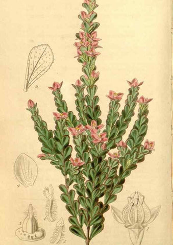 Reproducción/Reproduction 35120069921: Curtis's botanical magazine.. London ; New York [etc.] :Academic Press [etc.]