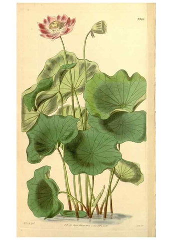 Reproducción/Reproduction 35120071881: Curtis's botanical magazine.. London ; New York [etc.] :Academic Press [etc.]