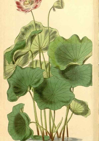 Reproducción/Reproduction 35120071881: Curtis's botanical magazine.. London ; New York [etc.] :Academic Press [etc.]