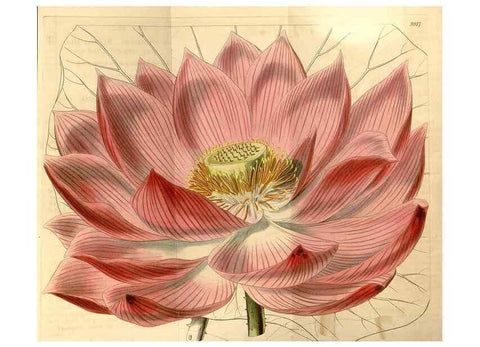 Reproducción/Reproduction 35120073341: Curtis's botanical magazine.. London ; New York [etc.] :Academic Press [etc.]