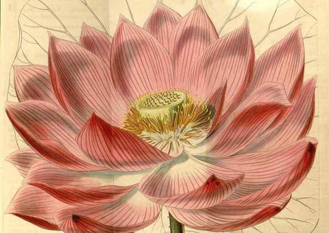 Reproducción/Reproduction 35120073341: Curtis's botanical magazine.. London ; New York [etc.] :Academic Press [etc.]
