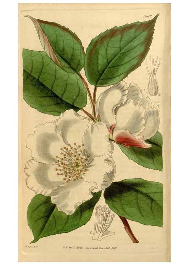 Reproducción/Reproduction 34440782723: Curtis's botanical magazine.. London ; New York [etc.] :Academic Press [etc.]