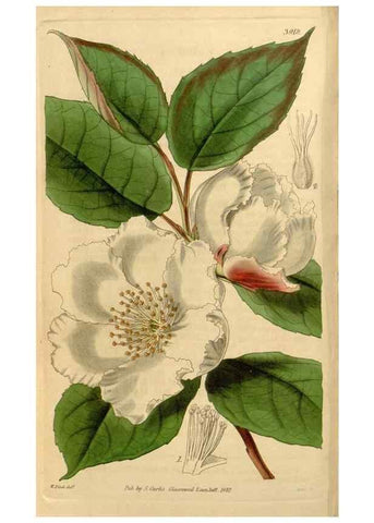 Reproducción/Reproduction 34440782723: Curtis's botanical magazine.. London ; New York [etc.] :Academic Press [etc.]