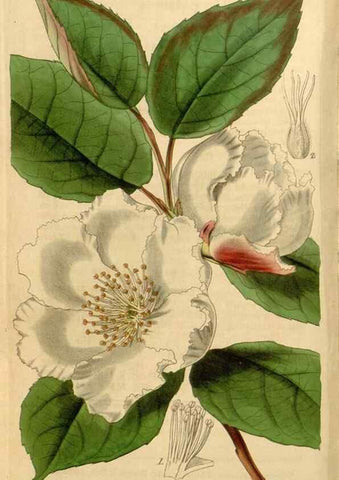 Reproducción/Reproduction 34440782723: Curtis's botanical magazine.. London ; New York [etc.] :Academic Press [etc.]