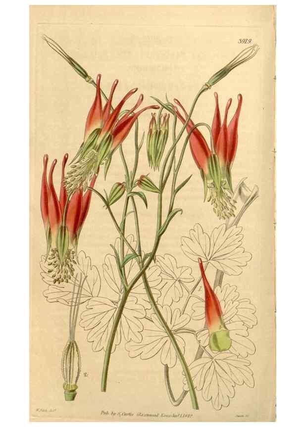 Reproducción/Reproduction 35209948026: Curtis's botanical magazine.. London ; New York [etc.] :Academic Press [etc.]