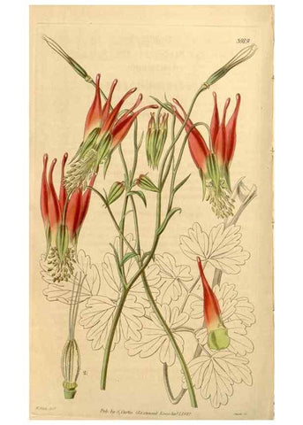 Reproducción/Reproduction 35209948026: Curtis's botanical magazine.. London ; New York [etc.] :Academic Press [etc.]