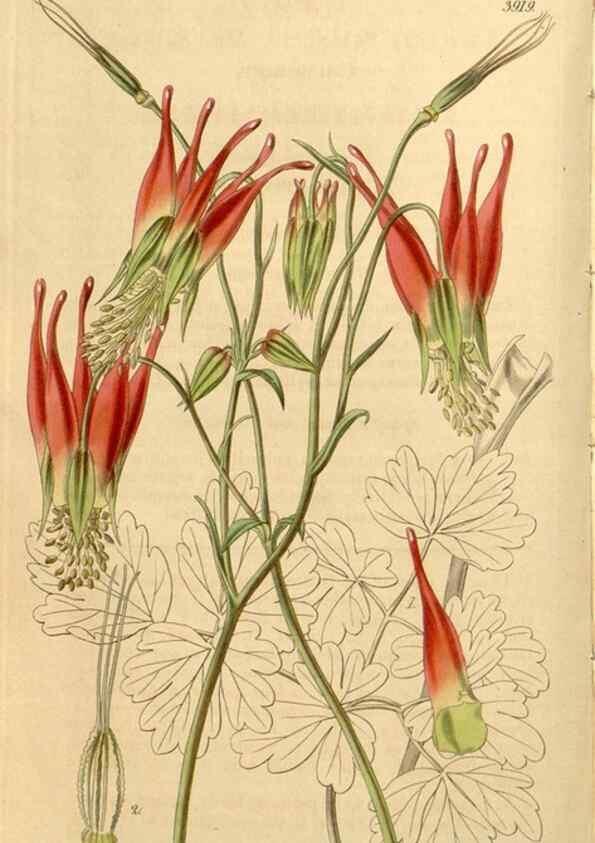 Reproducción/Reproduction 35209948026: Curtis's botanical magazine.. London ; New York [etc.] :Academic Press [etc.]