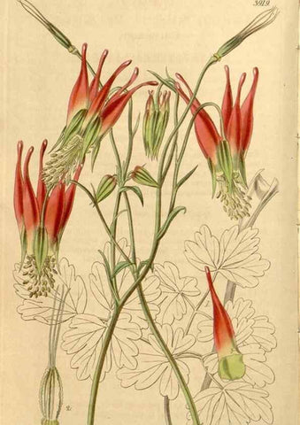 Reproducción/Reproduction 35209948026: Curtis's botanical magazine.. London ; New York [etc.] :Academic Press [etc.]