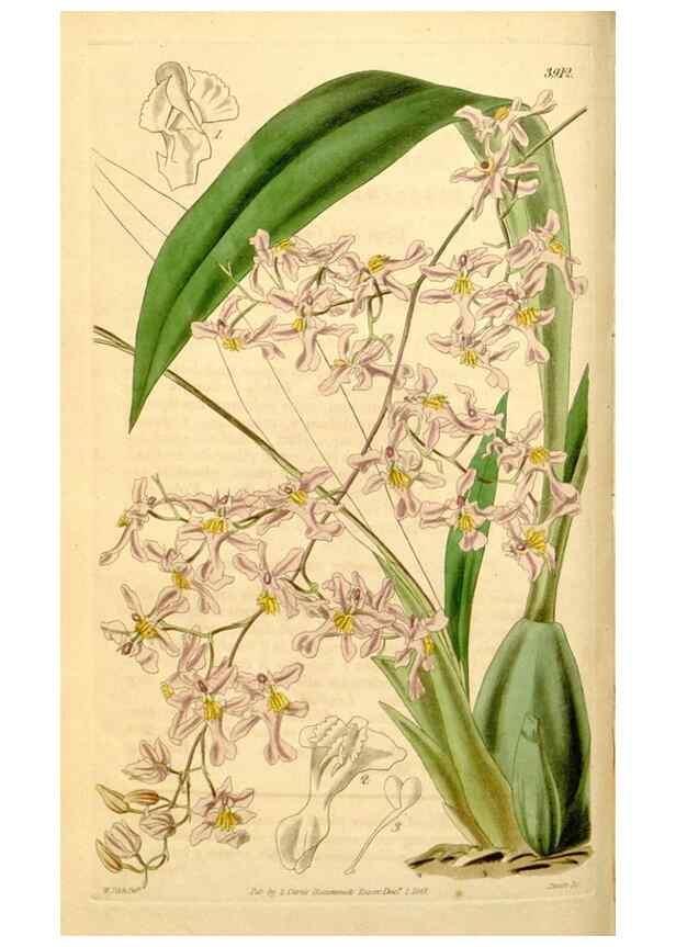 Reproducción/Reproduction 35120063131: Curtis's botanical magazine.. London ; New York [etc.] :Academic Press [etc.]