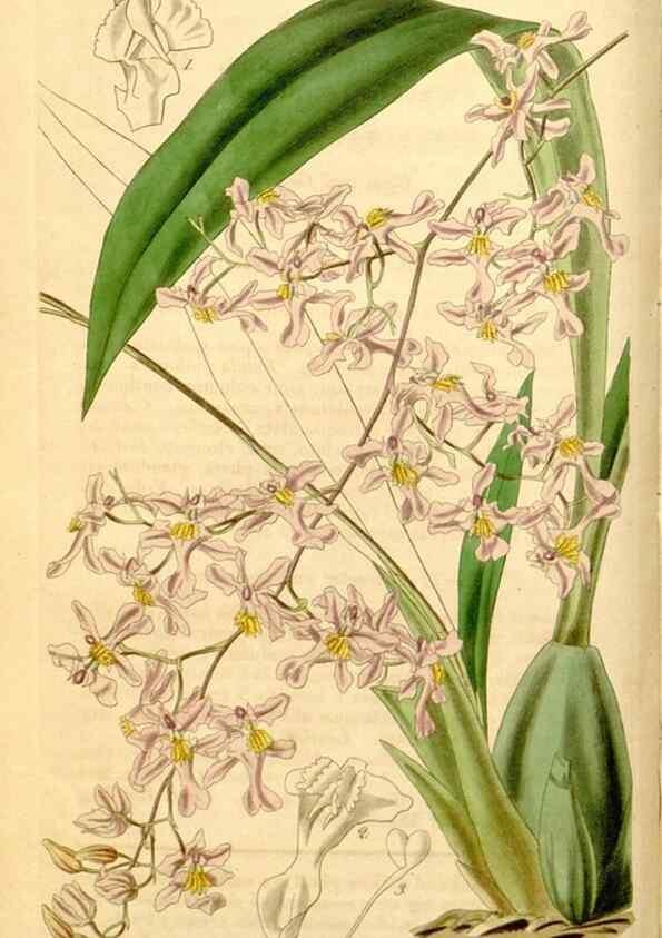 Reproducción/Reproduction 35120063131: Curtis's botanical magazine.. London ; New York [etc.] :Academic Press [etc.]