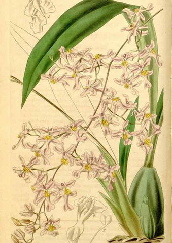 Reproducción/Reproduction 35120063131: Curtis's botanical magazine.. London ; New York [etc.] :Academic Press [etc.]