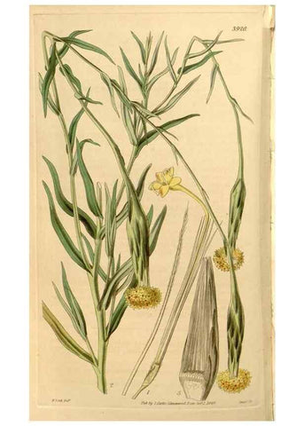 Reproducción/Reproduction 35209950746: Curtis's botanical magazine.. London ; New York [etc.] :Academic Press [etc.]