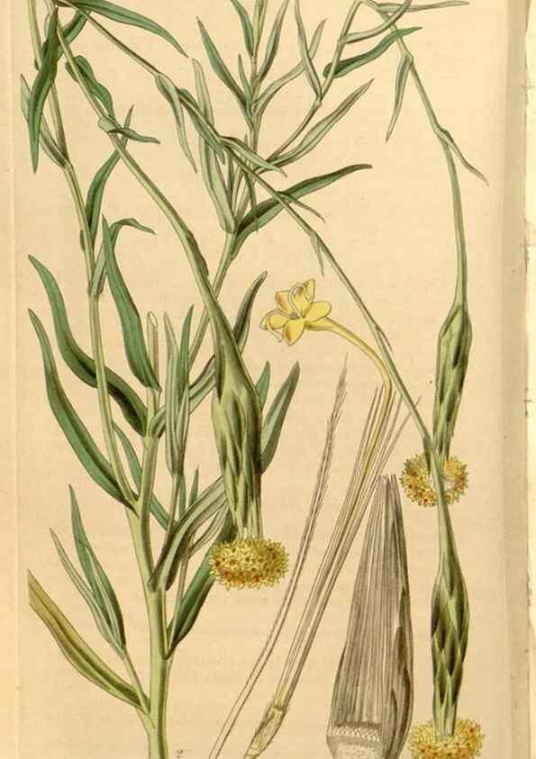 Reproducción/Reproduction 35209950746: Curtis's botanical magazine.. London ; New York [etc.] :Academic Press [etc.]
